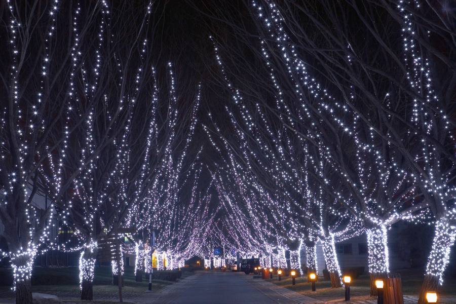 Outdoor holiday lights